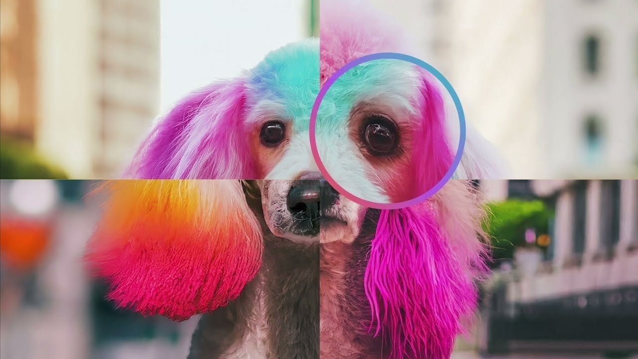 An AI-generated image of a rainbow-dyed poodle with SynthID's detection overlay highlighting watermarked regions